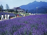 河口湖香草博覽會
