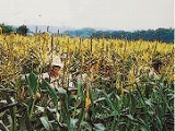 摘採玉米‧水蜜桃