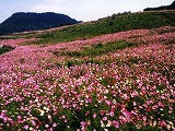內山牧場秋菊花園
