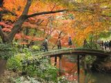 銀杏‧楓葉巡禮