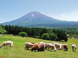 馬飼野牧場