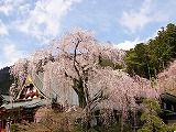 身延山賞垂櫻